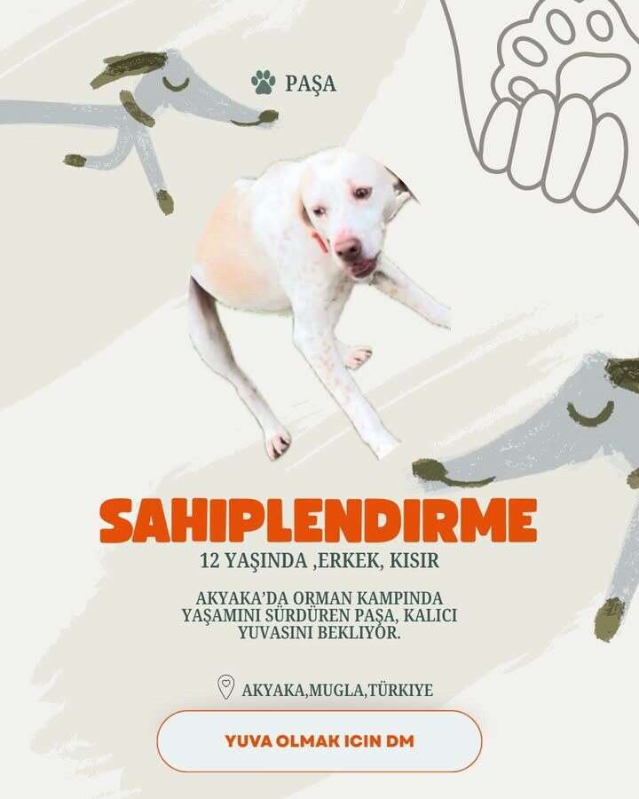 Akyaka’da 20 Köpek Yuva Bekliyor: Hayvanseverlerden Sahiplenme Çağrısı 8